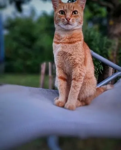 Prázdninový dům Gajica Konak-orasac Aranđelovac